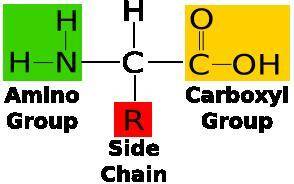 Identify the elemental makeup of proteins. carbon, hydrogen, and oxygen carbon, hydrogen, and oxygen