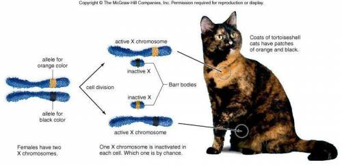 En qué consiste la inactivación del cromosoma x, por qué ocurre y cómo este fenómeno explica que una