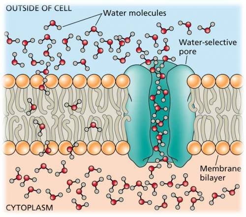 Which of the letters above best models a molecule of water moving into the membrane via an aquaporin