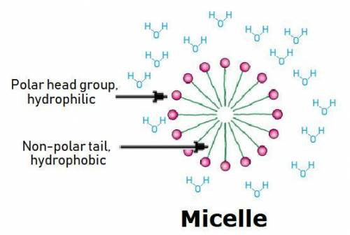 Phospholipids tend to group together so that their polar parts face the surrounding aqueous environm