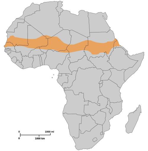 Which of the arrows on the climate map above is pointing to the sahel, the semiarid region bordering