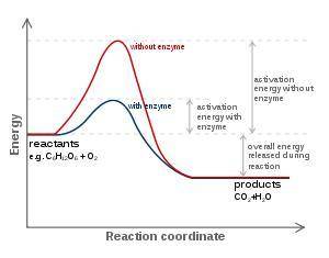 Asap]which line shows the reaction using an enzyme? a. reaction 2b. reaction 3 c. reaction 1 d. none
