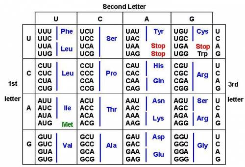 Identify all the amino acid-specifying codons where a point mutation (a single base change) could ge