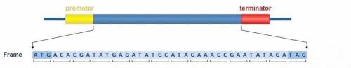 Define reading frame and discuss its significance to the genetic code.