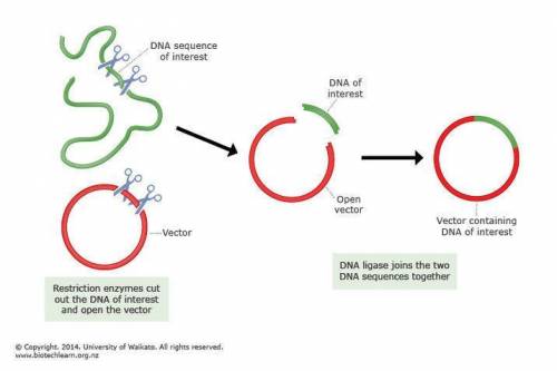 In dna technology, the term vector can refer to a. the enzyme that cuts dna into restriction fragmen