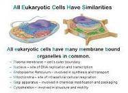 What do all eukaryotic cell have in common?