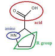 What is the only amino acid with a substituted alpha amino group? the presence of this amino acid in