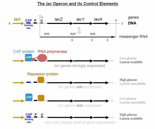 Explain how the lac operon is regulated, including all negative and positive components of regulatio