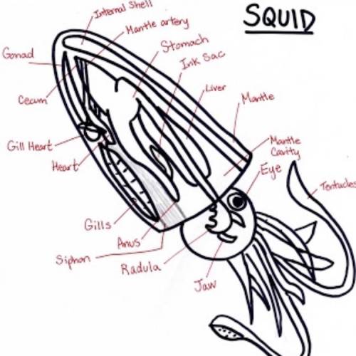 Ican't figure out how to label the internal anatomy of this squid.