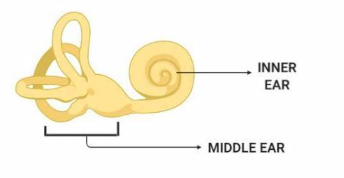 The function of the eardrum in the middle ear is to a. collect the sound waves. b. vibrate with the