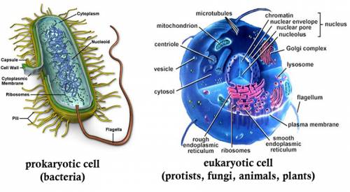 What are 4 features found olny in eukaryotic?