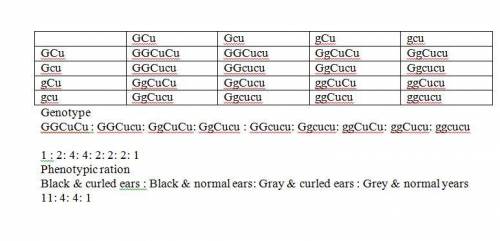 In cats, curled ears result from an allele, cu, that is dominant over an allele, cu, for normal ears