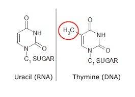 Four students are asked to list characteristics of rna in a table as part of an assignment. which st