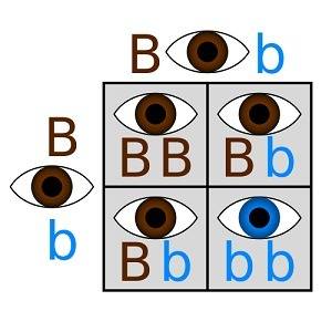 If both parents have brown eyes, and both have one dominant and one recessive allele, what are the o