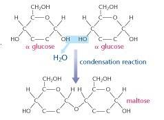 Which atoms are removed during the bonding of two monosaccharides?