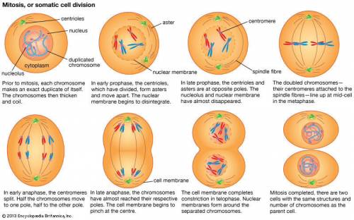 Which diagram best represents mitotic cell division?