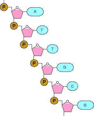 20. what makes up the backbone of a dna molecule?  ribose and deoxyribose nucleic acids rna molecule