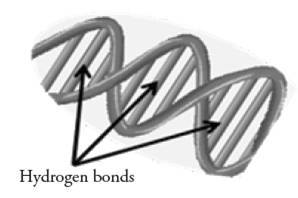 Other polar molecules include nucleic acids and some proteins. look at the dna sketch provided and p