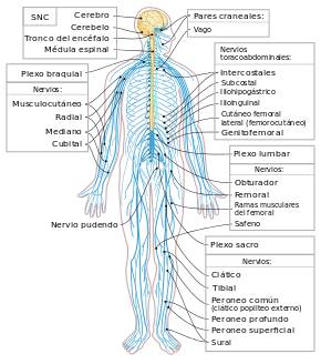 Partes del sistema nervioso somatico