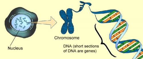 Which best describes the relationship between dna, genes, and chromosomes?  dna are segments of gene
