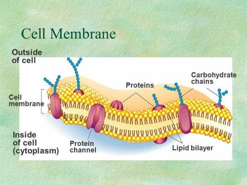 Can someone  explain how cell membranes work. i am trying to do a assignment all about cell membrane