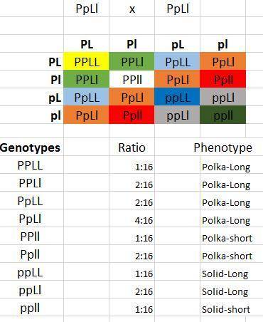 5. suppose that a dominant allele (p) codes for a polka-dot tail and a recessive allele (p) codes fo