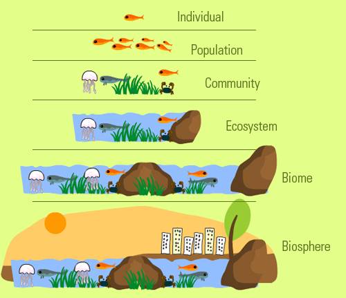 What are the levels of orgamnization in a biome?