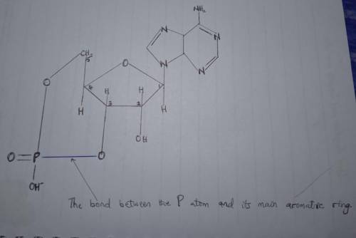 Draw a noncyclic amp molecule after it has dissolved in