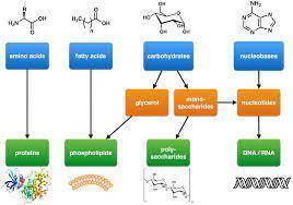 If all the macromolecules are made mainly of the elements cho, how are they different?