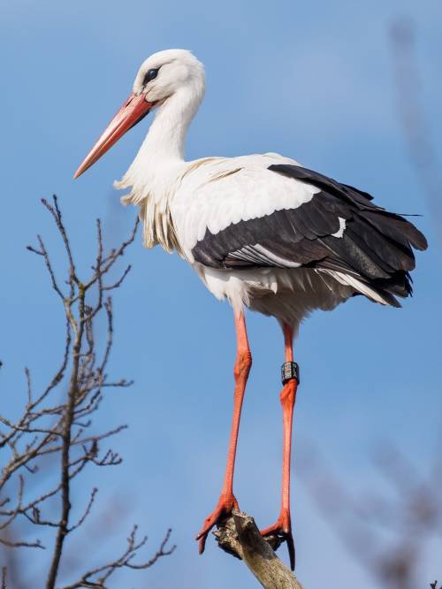 Use the dichotomous key to classify the wading bird labelled a.  a)  flamingo  b)  spoonbill  c)  wh