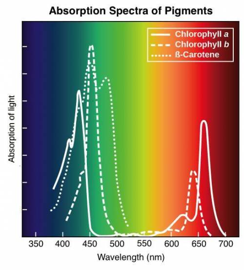 Which wavelengths of light drive the highest rates of photosynthesis?  select the two best answers.