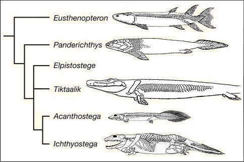 According to the cladogram above, scientists use fossil evidence to anatomically bridge the gap betw