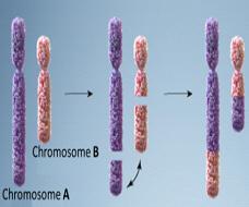 Which disorder is created as a result of the final chromosomal change that is shown? a. klinefelter