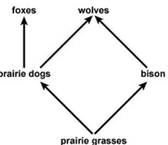 As a p! list the predators and the prey from the following diagram. (hint: producer are not prey)