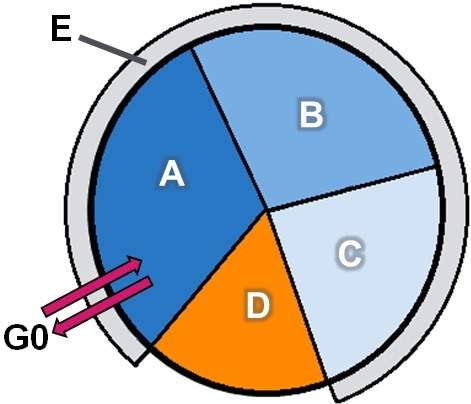 Identify the stages of the cell cycle using the drop-down menus. label a label b label c label d lab
