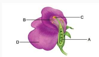 Haploid cells will be found in which two structures of a flowing plant? a. structures a and c b. st