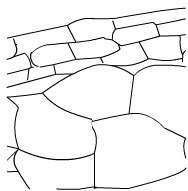 6. this diagram shows two groups of plant cells, one with rhizome and one without the bacteria. labe