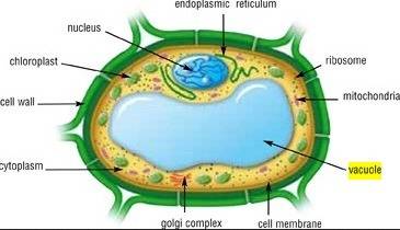 What is the vacuole in a plant cell?