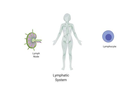 What is a secondary function of the lymphatic system?   maintaining fluid balance  fighting infectio