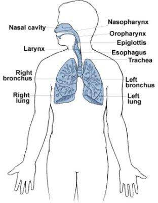 Once entering the nose, air moves through both the pharynx and larynx. t or f