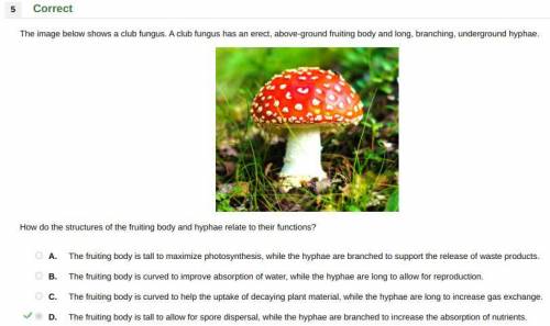 Aclub fungus has an erect, above-ground fruiting body and long, branching, underground hyphae. how d