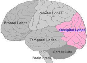 The brain lobe associated most with processing visual information is the lobe. a.temporal b. parieta