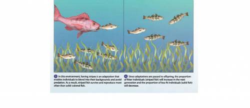 Explain what would happen if conditions changed that causes the seaweed to die. now striped fish sta