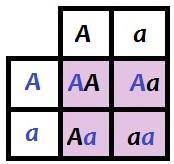 The punnett square illustrates a cross for flower position in the pea plant. the phenotypes and geno