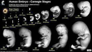 Which is the correct order of development of the human embryo