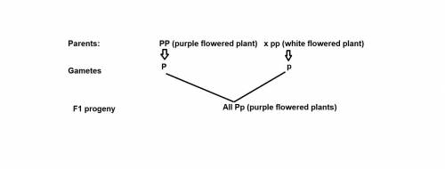 If purple flower color is dominant in pea plants, a cross between p generation purple and white plan