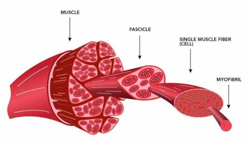 With age, muscles can become weaker. this is due to  a. connections between nerves, which cause more