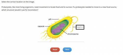 Prokaryotes like most living organisms need movement to locate food and to survive. if a prokaryote