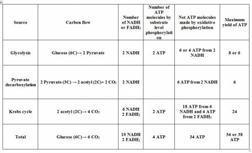 On average, how many molecules of atp are gained through the process of aerobic cellular respiration