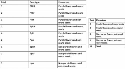 In a cross of two f1-hybrid plants with purple flowers and round seeds (pprr), what fraction of the